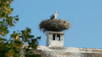 Storch am Neusiedler See