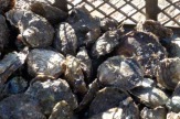 Austern gereinigt, Kroatien / Zum Vergrößern auf das Bild klicken