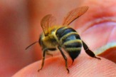 Bienenhotel, Reith - Biene / Zum Vergrößern auf das Bild klicken