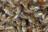 Bienenlehrpfad Reith, Tirol - Arbeiterinnen / Zum Vergrößern auf das Bild klicken