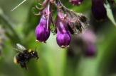 Bienenlehrpfad Reith, Tirol - Biene mit Blume / Zum Vergrößern auf das Bild klicken