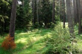 Bienenlehrpfad Reith, Tirol - Wald / Zum Vergrößern auf das Bild klicken