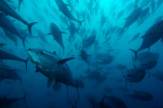 Blauflossenthunfischschwarm / Zum Vergrößern auf das Bild klicken