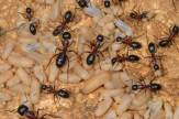 Biologiezentrum Linz - Ausstellung Ameisen: Braunschwarze Rossameise / Zum Vergrößern auf das Bild klicken