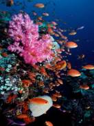 Bunte Unterwasserwelt mit Korallen / Zum Vergrößern auf das Bild klicken