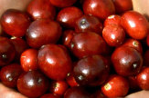 Cranberries-Ernte