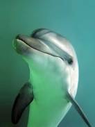 Delfin / Zum Vergrößern auf das Bild klicken