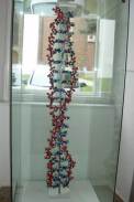 Mendel Museum, Brünn - DNA-Modell / Zum Vergrößern auf das Bild klicken