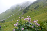 Foto © Flora Jädicke / Tannheimer Tal, Tirol / Zum Vergrößern auf das Bild klicken