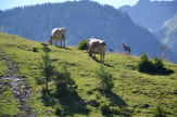 Foto © Flora Jädicke / Kühe auf den Weiden im Tannheimer Tal, Tirol / Zum Vergrößern auf das Bild klicken