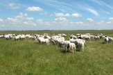 Wesselburener Koog, Deutschland - Geschorene Schafe