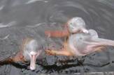 Flussdelfine am Amazonas / Zum Vergrößern auf das Bild klicken