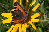 Heilpflanze Arnica mit Schmetterling (Vergrößerung)