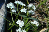 Heilpflanze Valeriana Saxatilis (Berg-Baldrian) / Zum Vergrößern auf das Bild klicken