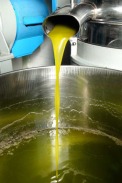 Olivenölproduktion - Kaltpressung / Zum Vergrößern auf das Bild klicken