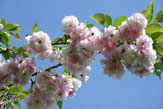 55PLUS Kirschblüten / Zum Vergrößern auf das Bild klicken
