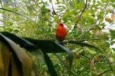 Zoo Zürich, Schweiz - Masoala: Vogel / Zum Vergrößern auf das Bild klicken