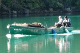 Miesmuscheln einholen am Limski Kanal, Kroatien / Zum Vergrößern auf das Bild klicken