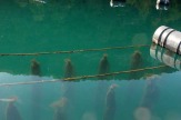 Miesmuschelnsäcke im Limski Kanal, Kroatien / Zum Vergrößern auf das Bild klicken