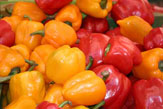 Paprika, rot & gelb / Zum Vergrößern auf das Bild klicken