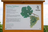 Weinlehrpfad, Beschreibung Grüner Veltliner