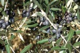 Oliven am Baum, Istrien, Kroatien / Zum Vergrößern auf das Bild klicken