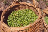 Oliven nach der Ernte / Zum Vergrößern auf das Bild klicken