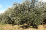 Olivenbäume in Istrien, Kroatien / Zum Vergrößern auf das Bild klicken