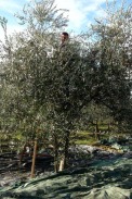Olivenernte mit dem Rechen, Istrien, Kroatien / Zum Vergrößern auf das Bild klicken