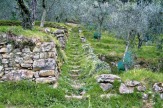 Olivenhain in der Toskana / Zum Vergrößern auf das Bild klicken