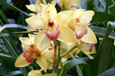 55PLUS Orchidee, Ausschnitt