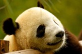 Quengdu, China - Panda-Bär Nationalpark