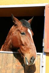 Foto © Anita Arneitz, Klagenfurt / Pferd in Andalusien, Spanien / Zum Vergrößern auf das Bild klicken