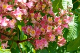 Kastanienbaum-Blüte