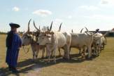 Hortobázy, ungarische Puszta - Rindergespann / Zum Vergrößern auf das Bild klicken