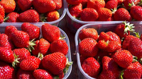Region Kvarner, Kroatien - Erdbeeren am Erdbeerfest_detail