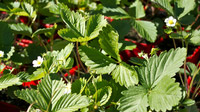 © TVB Crikvenica / Region Kvarner, Kroatien - Erdbeerpflanzen_detail / Zum Vergrößern auf das Bild klicken