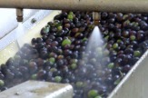 Olivenölproduktion - Reinigung / Zum Vergrößern auf das Bild klicken
