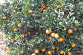 © 55PLUS Medien GmbH / Rio Tinto, Spanien - Orangenbaum / Zum Vergrößern auf das Bild klicken