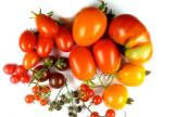 © M. Pfosser / Biologiezentrum, Linz - Ausstellung Moster im Gemüseregal: Tomaten- Wildarten / Zum Vergrößern auf das Bild klicken