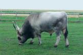 Tuba Tanya, Ungarn - Stier / Zum Vergrößern auf das Bild klicken