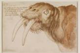 Groeningenmuseum, Brügge - Ausstellung Van Eyck bis Dürer: Albrecht Dürer, Walrus / Zum Vergrößern auf das Bild klicken