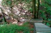 Entlebuch, Schweiz - Biosphärenpark: Wald / Zum Vergrößern auf das Bild klicken