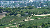 Wien - Weingärten / Zum Vergrößern auf das Bild klicken